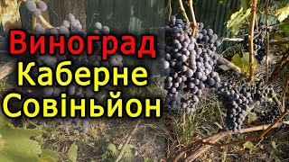 Сорт винограду Каберне Совіньйон. Виноград 2020