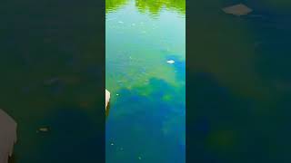 #song #viral #trending #fish #fishpond #fishingvideo