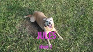 Adorable Cattle Dog mix Jules working in public and off leash | Houston dog training