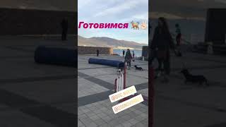 Выступление пушистых спортсменов