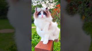 সবথেকে সুন্দর পোষা বিড়াল - Beautiful Pet Cat #cat #kitten #catlover #বিড়াল