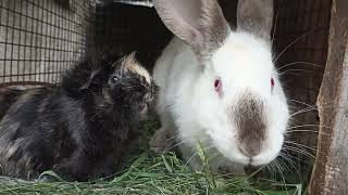 Праздник! Хозяйская движуха.🐔🌷 🐰🦆