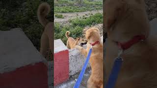 #dog #funny #comedy #doglover #pets #fight #ytshorts #rjkisnaa #matter #goldendog