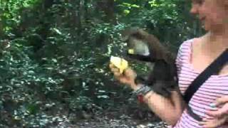 Tafi Atome Mona Monkey Sanctuary Ghana Africa.mp4