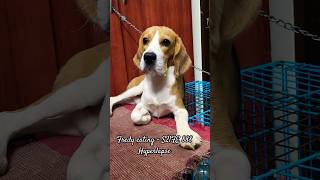 S21FE 888 hyperlapse video| Beagle puppy eating shot in Hyperlapse | #Shorts