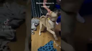 #dog #doglover #dogs #funnyvideo #fun #funny #happy    max bouncing around with 🐻