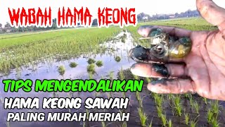 MEMBASMI DAN MENGENDALIKAN HAMA KEONG SAWAH