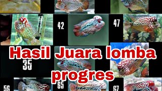 Hasil juara lomba progres ikan louhan J3 flowerhorn season 2. #louhankamfa #ikanlouhan #louhanfish