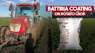 BATTIRIA COATING ON POTATO CROP - CHECK THE ROOTS SYSTEM