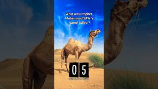 Muhammad SAW.#prophet #islam#shorts#muhammad #muhammadﷺ#mohammad #camel#quran#hadees#hadith #deen