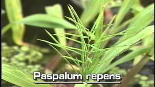 How to identify Water paspalum Paspalum repens