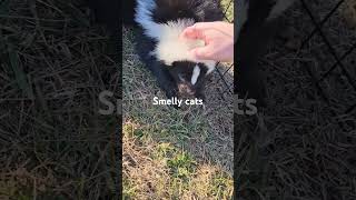 #animals #feline #animalrescue #cute #wildcats #wildanimal #wildlife #skunks #cat #cats #catshorts