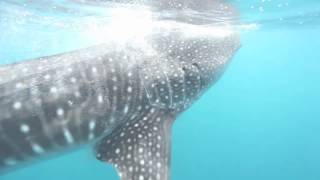 Whale Shark feeding on plankton in the Maldives, June 2012