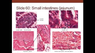 13. Medical School Histology. Digestive System I - Part 3 (Small and Large Intestines)