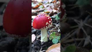 Fly agaric#