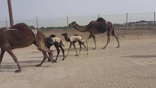 Camel cute baby  Al Ain 2020