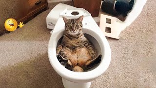 ПРИКОЛЫ С ЖИВОТНЫМИ ДО СЛЕЗ / Смешные КОТЫ 2022 / Приколы с КОТАМИ / Funny ANIMALS video