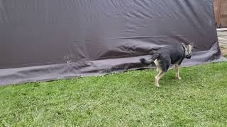 Our dog Nola thinks there is something in the tent garage. #cutedog #shepsky #shepherd #husky