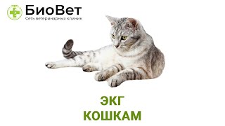 ЭКГ кошке