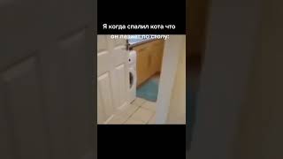 КОТ УБРАЛ СВИДЕТЕЛЯ