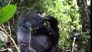 Gorilla Silverback Eating Fruit Part 2