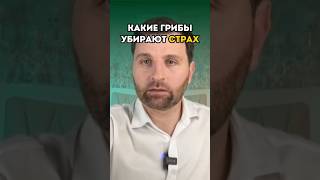 Какие грибы убирают страх