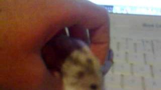 My Hamster, using iBookG4.