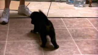 German shepherd puppy for sale, VomWeiland Boy 1 red paws Sept 16, 2010.AVI