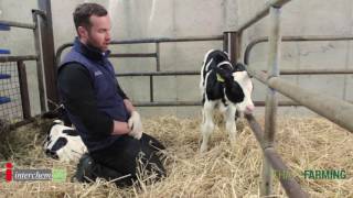 Newborn Calves, Calf Health Check