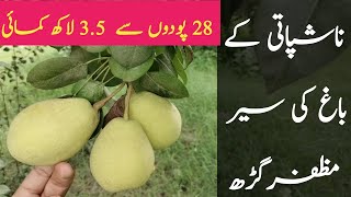 Pear Farming in Pakistan|Nashpati kay Bagh ki sair|#pear|