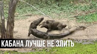 МАТЕРИ В ДЕЛЕ! Как мамы животного мира защищают детенышей