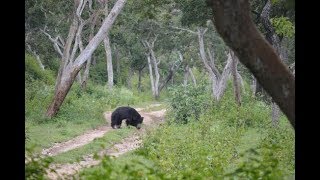 Bear at Bandipur Forset...  കരടി ലൈവായി Bandipur ഫോറസ്റ്റിൽ....