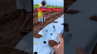 Mulching jugad/ मूलचिंग जुगाड़ #shorts #bananasmartfarming #banana #ytshorts #farmers #agriculture