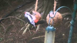 Great Spotted Woodpecker