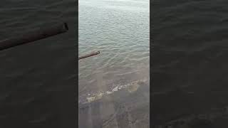 ڈمرا مچھلی کا شکار| rahu fish hunt | Fishing at chenab river #fishing