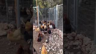 Crazy Chicken Farm