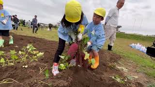 楽しそうにサツマイモを収穫する園児