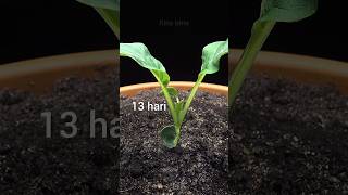 menanam benih sayur sawi #timelapse #sayur #sayursawi #bokchoy