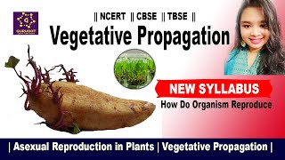 Asexual Reproduction in Plants | Vegetative Propagation