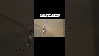 Fishing Local Fish #trending #viralshort #asianleopardcat #viralvideo #fishing #fishingvideo