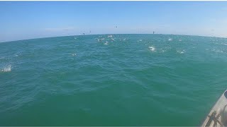 Feeding Frenzy on the Padre Island National Seashore, Corpus Christi Fishing