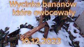 235.🌴🍌Wycinka bananów które owocowały🍌🌴10.12.2023🍌