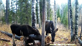 ОТКРЫВАЮ КАПКАНЫ НА КУНИЦУ / ЛОСИ НА СОЛОНЦЕ. октябрь 2024г.