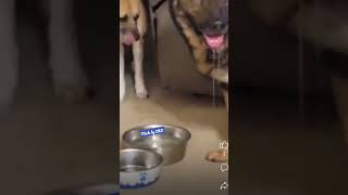 Perritos tomando agüita