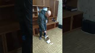 Джесси🐕 занимается дома пока на улице гололедица❄ ⛸️🏂