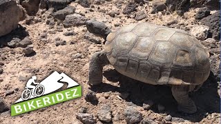 Paulie The Large Desert Tortoise on the McCullough Hills Trail - Henderson Nevada