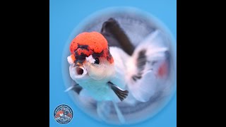 Tricolor Rose Tail Oranda 4.5 in (241018_OR06)