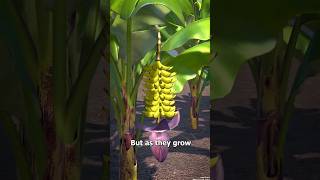 Why Bananas Are Curved 😮#3danimation