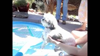 Lolli's first swim on vacation.. just like Dori she just keeps swimming... watch out of the water