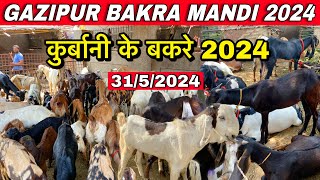 Gazipur Bakra Mandi Today Update 31/5/2024 | कुर्बानी के बकरे | Gazipur Bakra Mandi New Video